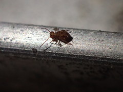 Ptenothrix beta