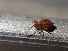 Ptenothrix beta