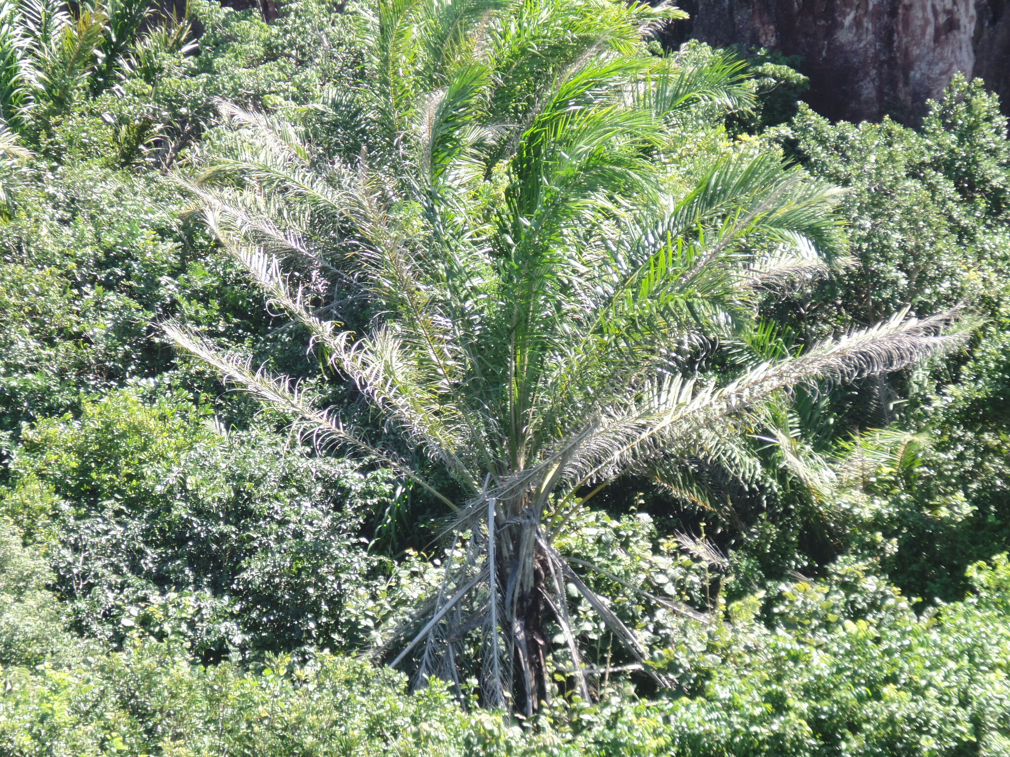 Elaeis guineensis