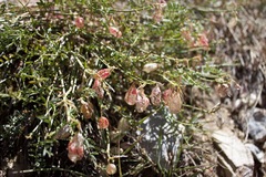 Astragalus whitneyi