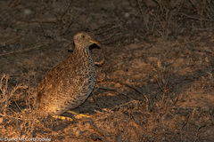 Pedionomus torquatus