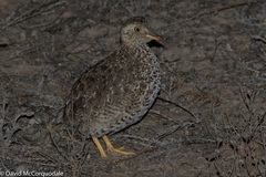 Pedionomus torquatus