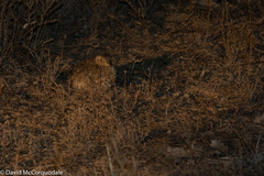 Pedionomus torquatus