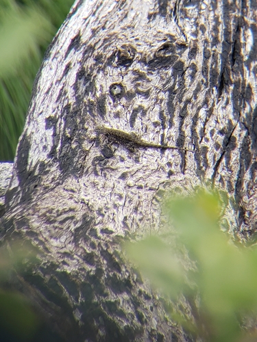 iNaturalist observation photo of Western Fence Lizard