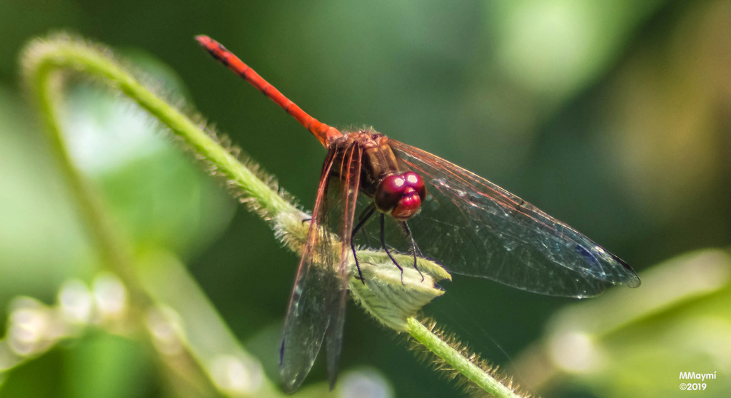 Red Setwing