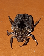 Protaetia acuminata