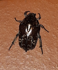 Protaetia acuminata