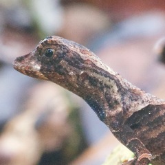Anolis bombiceps