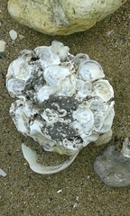 Ostreoidea