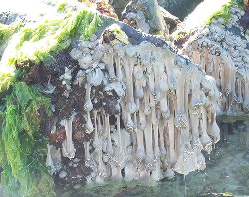 Giant Plumose Anemone, Haida Gwaii, North Coast, BC, Canada, photo 5 of 10