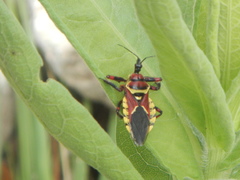 Apiomerus flaviventris