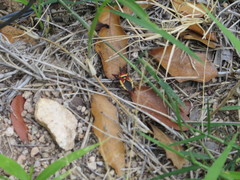 Apiomerus flaviventris