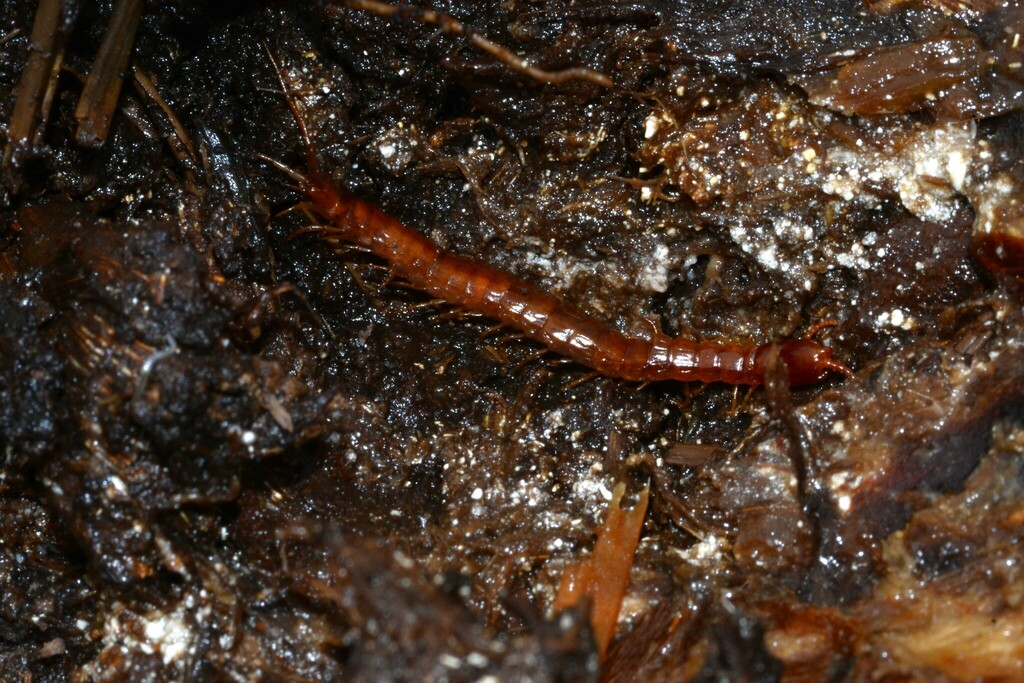 Newportia monticola
