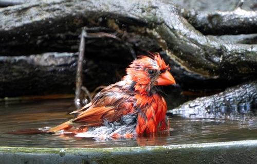 Northern Cardinal photographed in Louisiana