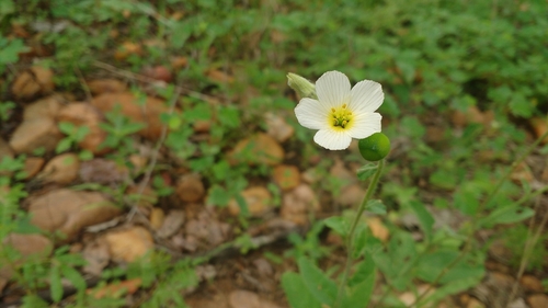 Image of Piriqueta racemosa by (c) Breno Figueiredo, some rights reserved (CC BY)