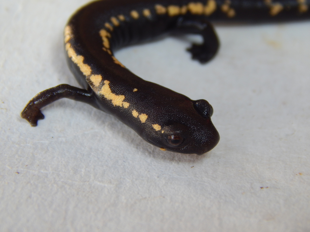 Guerreran Mushroomtongue Salamander