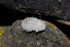 Coelostomidia
