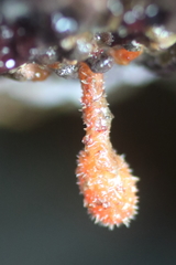 Boltenia villosa