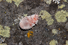 Coelostomidia