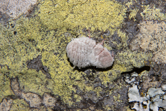 Coelostomidia