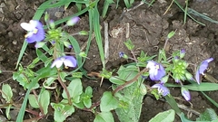 Veronica syriaca