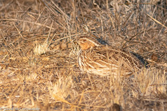 Coturnix pectoralis