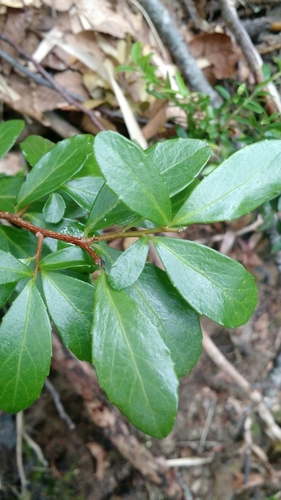Image of Azara Alpina (Azara alpina) by (c) Nicolás Lavandero, some rights reserved (CC BY)