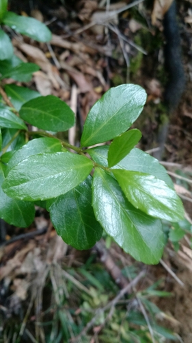 Image of Azara Alpina (Azara alpina) by (c) Nicolás Lavandero, some rights reserved (CC BY)