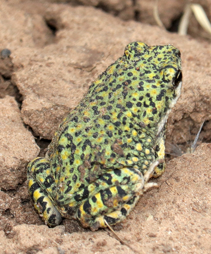 Chihuahuan Green Toad (Anaxyrus debilis), a species recorded in New Mexico