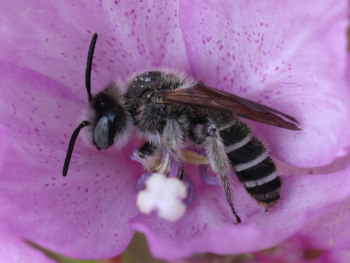 Clarkia Evening Bee photo 6