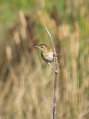 Cisticola exilis