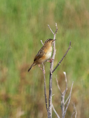Cisticola exilis
