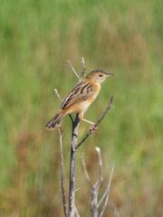 Cisticola exilis