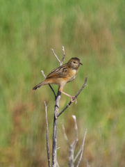 Cisticola exilis
