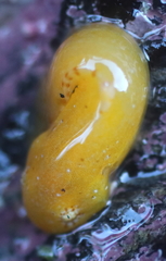 Liparis mucosus
