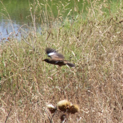 Acridotheres tristis