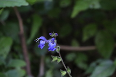 Salvia prunelloides
