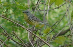 Setophaga kirtlandii