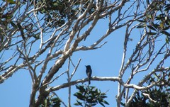 Myiagra cyanoleuca