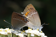 Satyrium acaciae