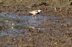 Erythrogonys cinctus