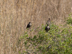 Sturnus vulgaris