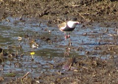 Erythrogonys cinctus