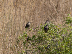 Sturnus vulgaris