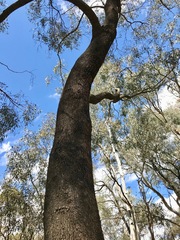 Eucalyptus largiflorens