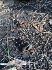 Gyromitra perlata