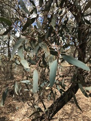 Eucalyptus largiflorens