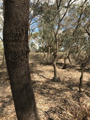 Eucalyptus largiflorens