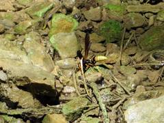 Polistes comanchus navajoe