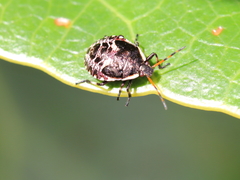 Cermatulus nasalis nasalis